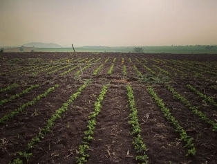 Kalkınma Ajansları Genel Müdürü Ahmet Şimşek ve Dünya Bankası yetkilileri ile  SEECO Projesi kapsamında desteklenen Yağlı tohumlar araştırma Enstitüsüne ziyareti Galeri