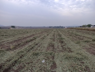 Kalkınma Ajansları Genel Müdürü Ahmet Şimşek ve Dünya Bankası yetkilileri ile  SEECO Projesi kapsamında desteklenen Yağlı tohumlar araştırma Enstitüsüne ziyareti Galeri