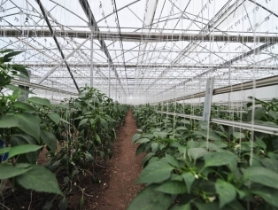 Greenhouse Of Emergency Support Project Towards Crop Production Of Syrian Refugees ın The Temporary Housing Center ın Osmaniye Has Been Opened Galeri