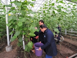 Greenhouse Of Emergency Support Project Towards Crop Production Of Syrian Refugees ın The Temporary Housing Center ın Osmaniye Has Been Opened Galeri