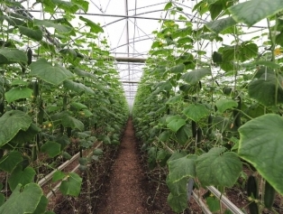 Greenhouse Of Emergency Support Project Towards Crop Production Of Syrian Refugees ın The Temporary Housing Center ın Osmaniye Has Been Opened Galeri