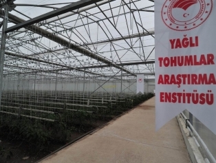 Greenhouse Of Emergency Support Project Towards Crop Production Of Syrian Refugees ın The Temporary Housing Center ın Osmaniye Has Been Opened Galeri