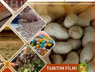 Doğaka Prepared “peanut Production Sector Promotion Film ın Different Languages To Promote The Regional Production Galeri