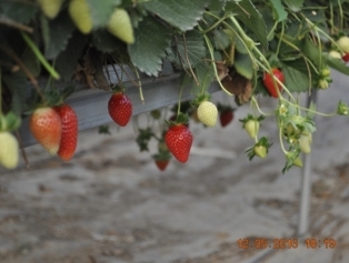 Greenhouse Cultıvatıon Busıness Vısıt To The Mersin Has Been Organısed Galeri